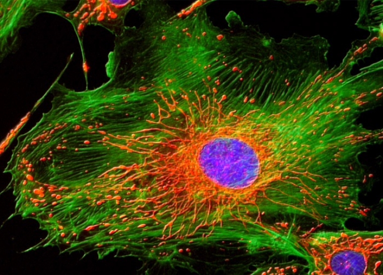 Клетка метка. Цитоскелет клетки флуоресцентная микроскопия. Цитоскелет тромбоцитов. Цитоскелет конфокальная микроскопия. Цитоскелет микрофотография.